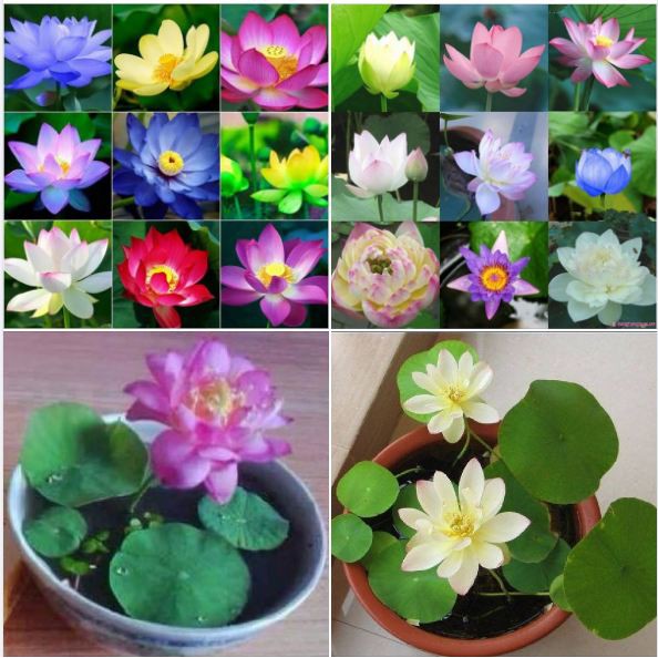 Hạt giống sen mini Nhật nhiều màu - 1 gói 8 hạt | Shopee Việt Nam