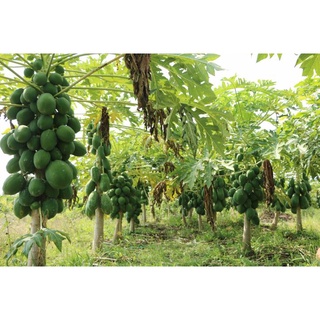 ĐU ĐỦ VÀ NHỮNG TÁC DỤNG ĐẾN BỆNH LÝ UNG THƯ