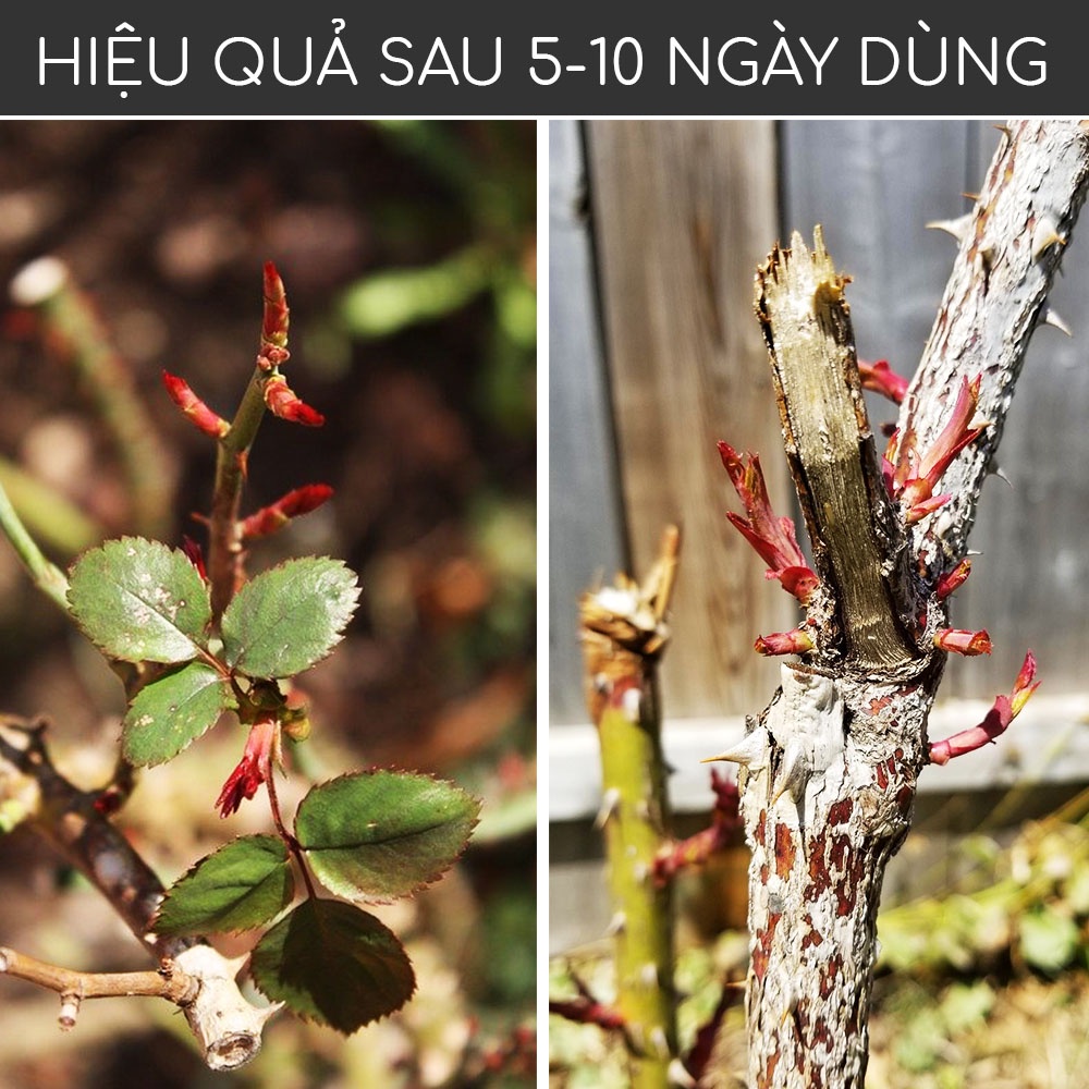 Ảnh Kích mầm T90 DOCNEEM bật mầm tua tủa cho hoa hồng, lan, cây cảnh chiết xuất mầm gạo, giàu Auxin,hiệu quả sau 5 ngày,10ml 1