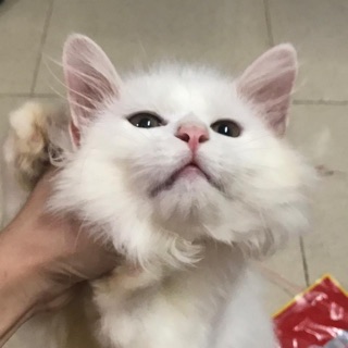 somezoe