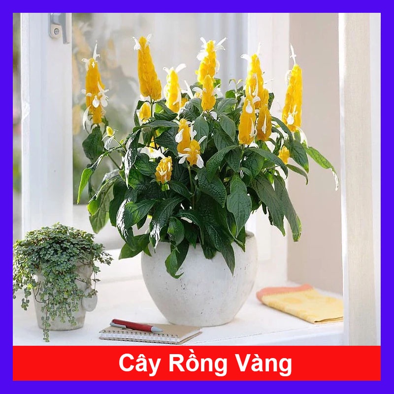 Cây Rồng Nhả Ngọc (Rồng Vàng) - cây cảnh để bàn