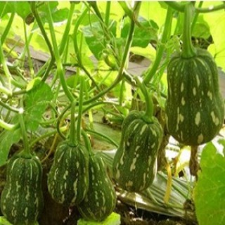 Hạt Giống Bí Hạt Đậu , Năng xuất cao, kháng sâu bệnh tốt , phát triển khoẻ - 10 hạt