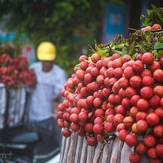 Cây vải thiều không hạt 2 năm ra quả .