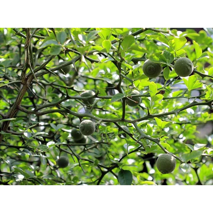 Chỉ thực khô thượng hạng JINDO 1kg tác dụng hỗ trợ tiêu đờm, táo thấp, lợi tiểu tiện, ra mồ hôi