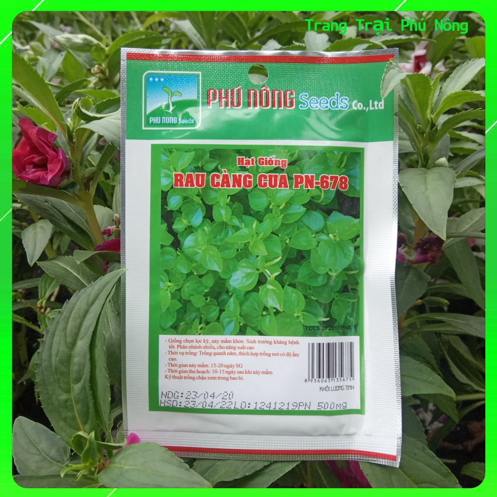 1000+ Fresh Crab Claw Herb Seeds (Peperomia Pellucida) - Rau Cang Cua, Easy Grow 7 thumbnail image