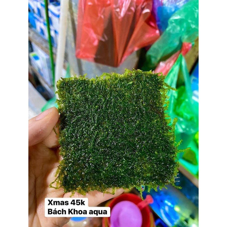 Cây thủy sinh- Rêu Xmas | Shopee Việt Nam