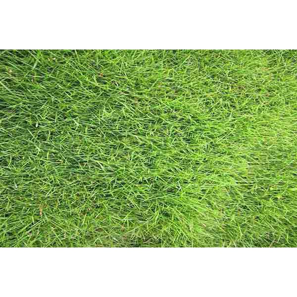 100gam hạt giống cỏ thảm trang trí sân vườn cực dễ trồng