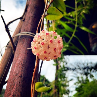 phuongkhaidinh