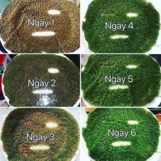Mặt Nạ Ngũ Hoa Miếng, Mask Ngũ Hoa Nguyên Chất Mầm Rong Biển, Cấp Ẩm Cho Da Giúp Da Mềm Mại Trắng Sáng