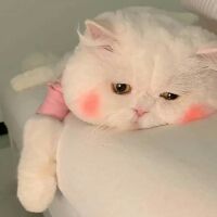 nhohuyen13