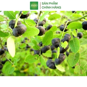 Cây mực (phèn đen) JINDO 1kg