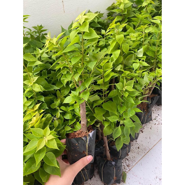 Chậu cây hoa giấy mỹ giống ( cao 15-30cm )