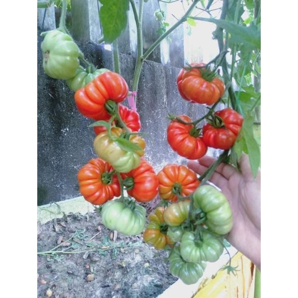 💥hạt giống cà chua múi Bí Ngô khổng lồ Hà Lan ❤️☘️Ngon Đặc Biệt❤️💥 rất dễ trồng