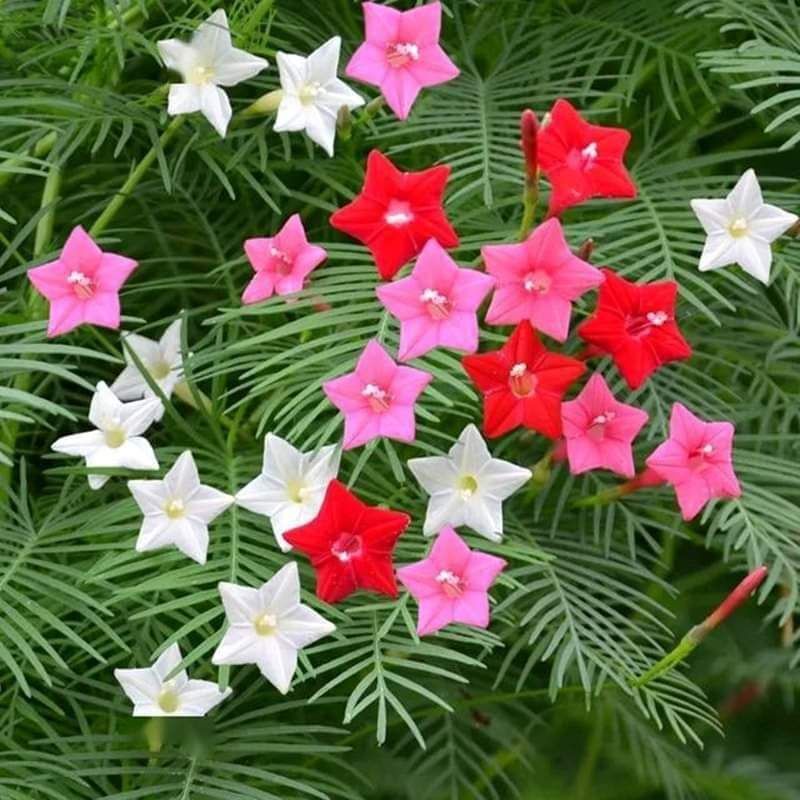 💥hạt giống hoa sao leo nhiều màu 💖💖💖  siêu xinh 💖💖💖  nảy mầm cực đỉnh dễ trồng, hoa quanh năm
