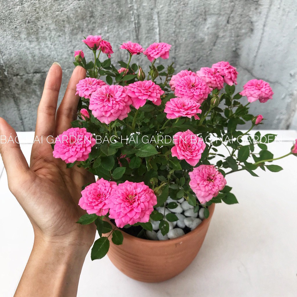 Hoa hồng tỉ muội kèm chậu đất nung sẵn nhiều hoa