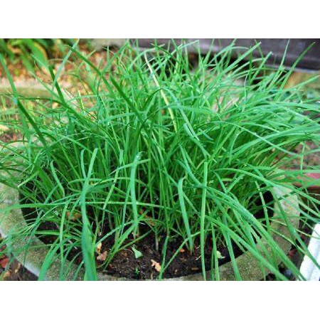 hạt giống rau hẹ cực dễ trồng chống chịu sâu bệnh gói 2 gam hạt [ NONG TRAI XANH ]