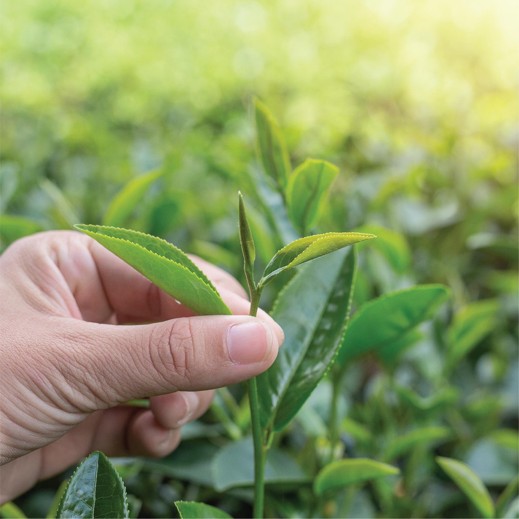 Ảnh Trà Oolong Tấm Cầu Đất DalatFarm - Túi 500Gr - Pha Trà Sữa Chuyên Dụng 3