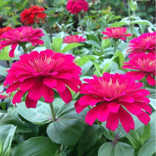 Hạt giống hoa cúc Zinnia (cúc lá nhám)