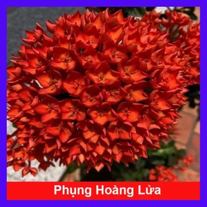 Cây Trang Phụng Hoàng Lửa - cây cảnh để bàn