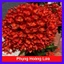 Cây Trang Phụng Hoàng Lửa - cây cảnh để bàn