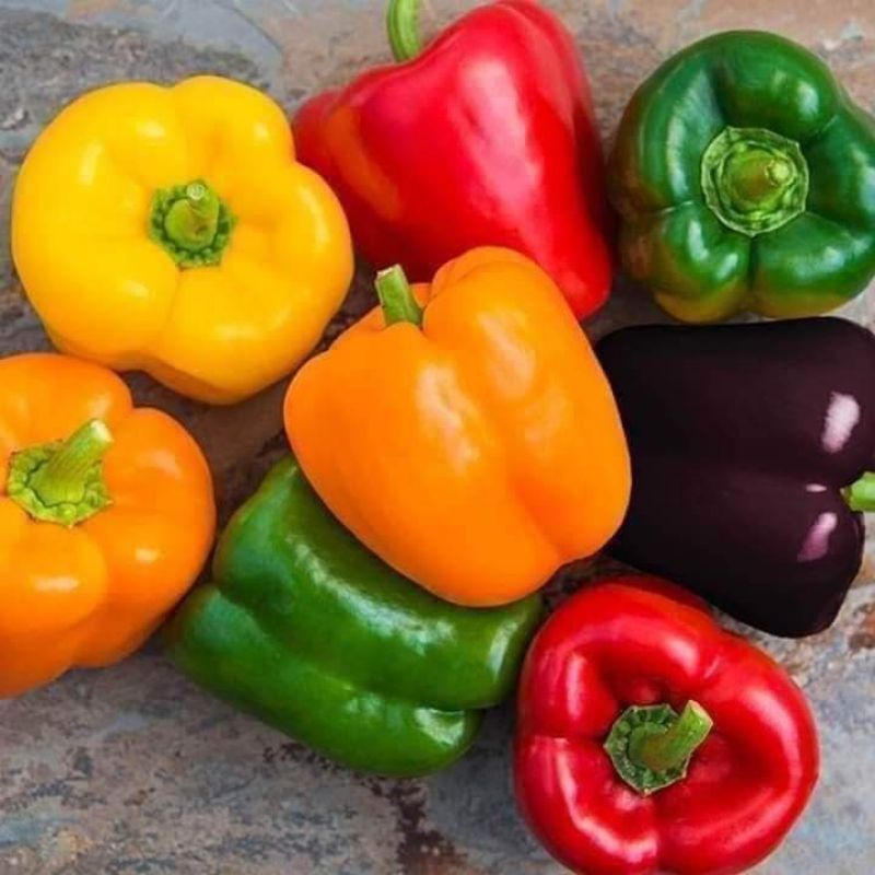 hạt giống ớt chuông ngọt f1 🤗🤗 nảy mầm cực đỉnh💥💥 chất lượng cao