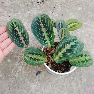 Cây Đuôi Công Xương Cá - cây cảnh để bàn