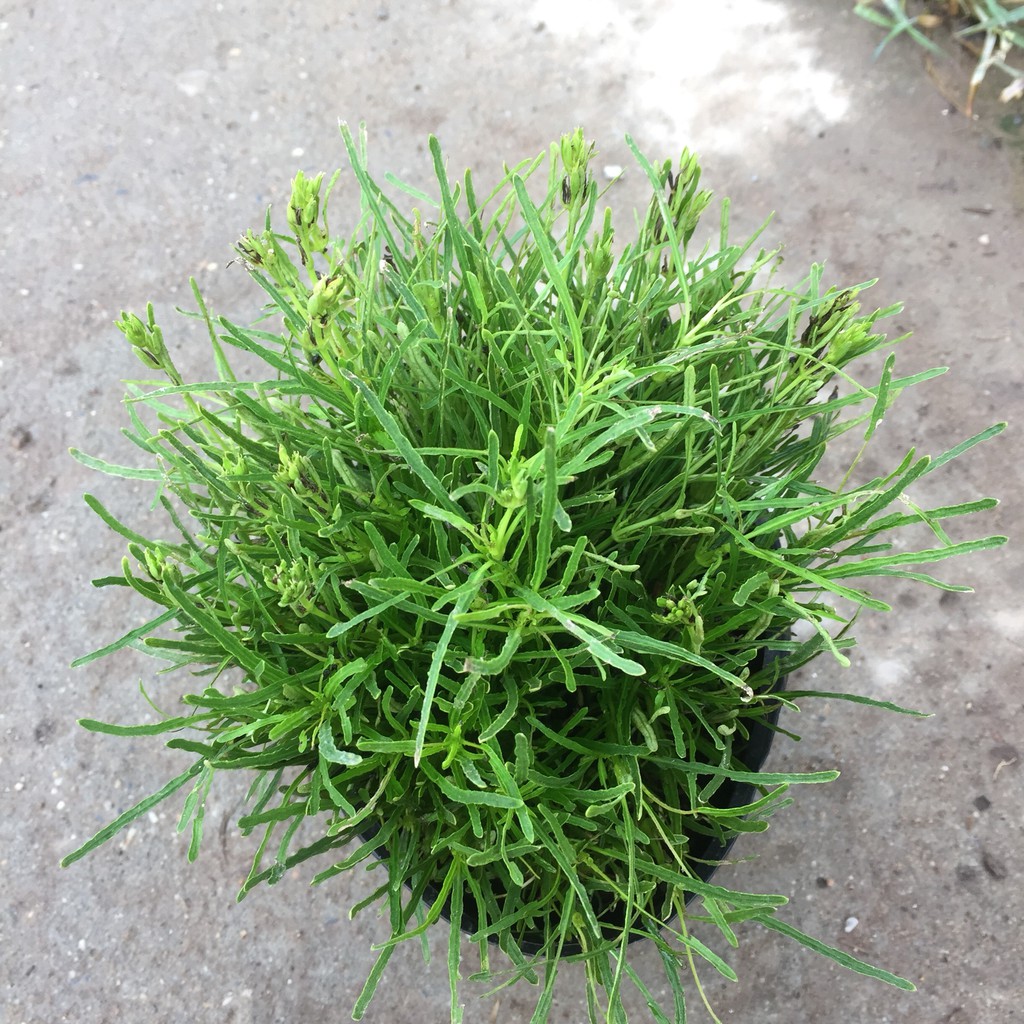 Cây cỏ mây trồng bịch đen, lá xanh nhiều ngọn bụi cây sum suê chiều cao ...