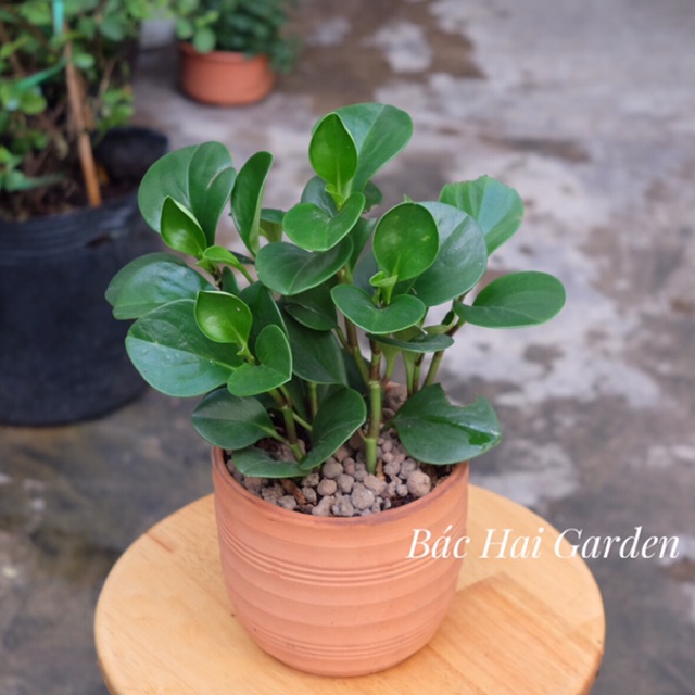 Cây trường sinh chậu đất nung- Cây nội ngoại thất- Decor nhà ở, văn phòng đẹp giá rẻ