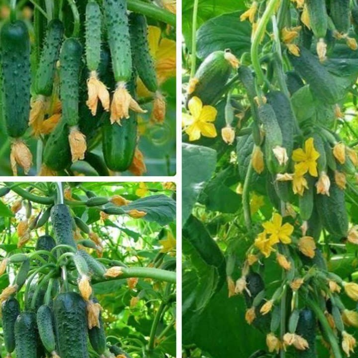 Hạt giống dưa chuột chùm F1