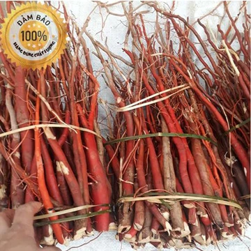 Sâm cau tươi 1kg - Sâm cau rừng tây bắc