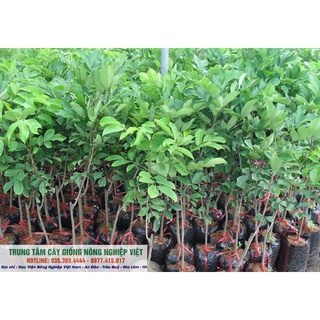 Cây Giống Chôm Chôm Thái Cao 70cm-80cm .