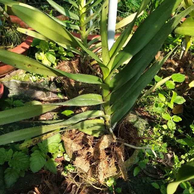 Hoa Lan Lena degold cây cao 50 _60cm | Shopee Việt Nam