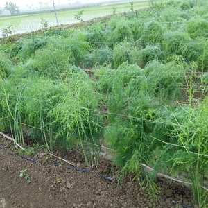 500 Hạt giống măng tây xanh cao sản Chất lượng cao