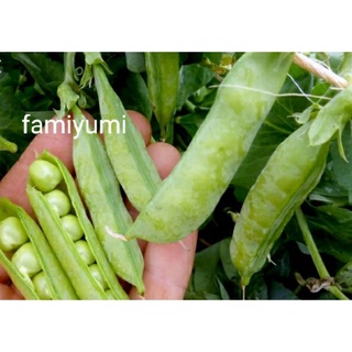 500g đậu Hà Lan hữu cơ nhà trồng