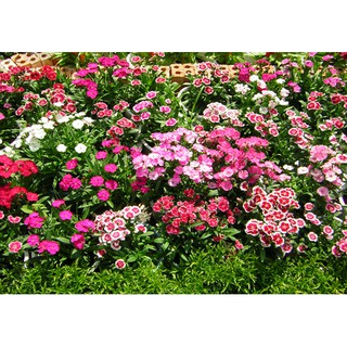 hạt giống hoa cẩm chướng nhiều màu cực đẹp