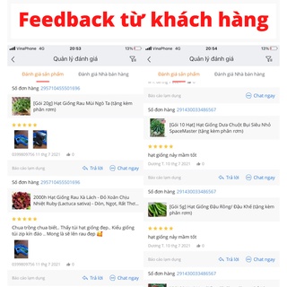 Hạt Giống Đậu rồng cao sản
