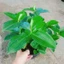 Cây Phúc Lộc Thọ - cây phong thủy mang đến tài lộc