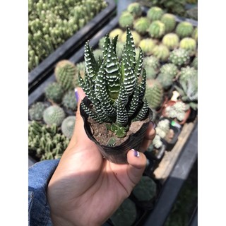 xương rồng búp ( móng rồng)