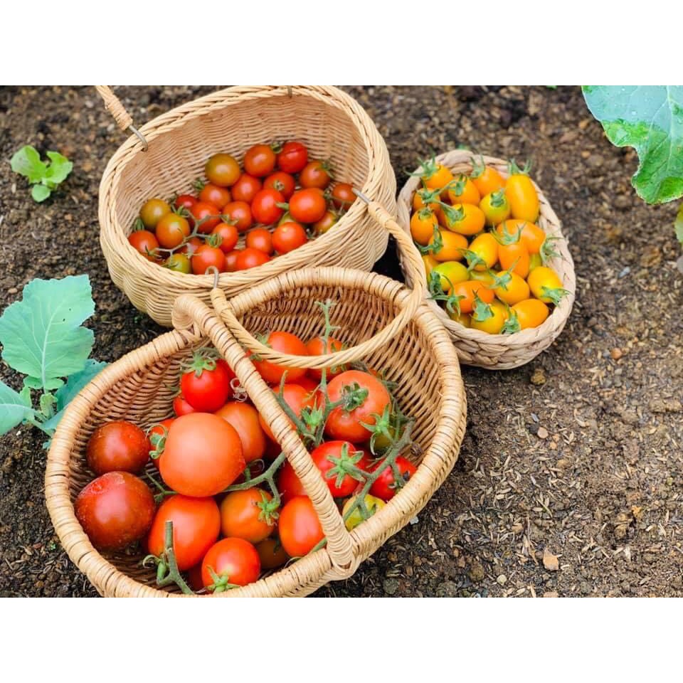 COMBO SỐ LƯỢNG HẠT GIỐNG TÙY CHỌN [ NONG TRAI XANH ]