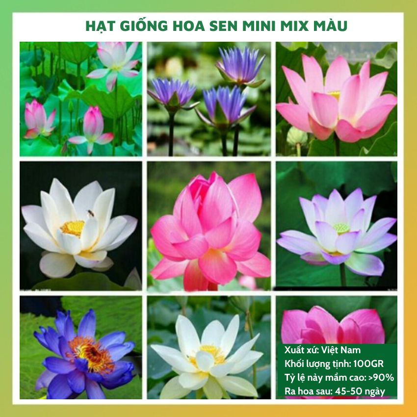Hạt giống hoa sen mini Nhật GÓI 1 LẠNG mix màu đẹp dễ trồng chăm sóc tỉ ...