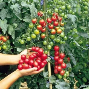 30 hạt giống cà chua cherry đỏ f1 nhập khẩu 💥💥 Chuổi Dài, quả mọng đỏ💥💥 ngon ngọt rất dễ trồng