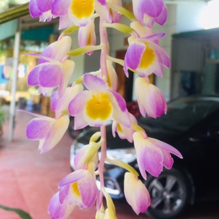 quangvuyb