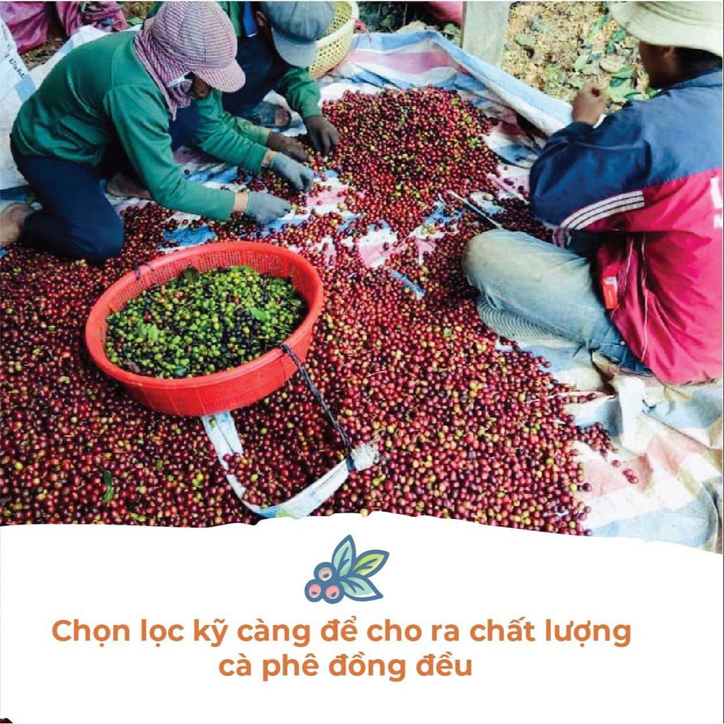 Ảnh Cà Phê Arabica Cầu Đất Dalat Farm - Túi 250Gr (Dạng hạt) 3