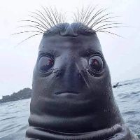 kimkanny