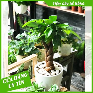 Cây Kim Ngân Xoắn để bàn(mang ý nghĩa phong thuỷ và lọc không khí)