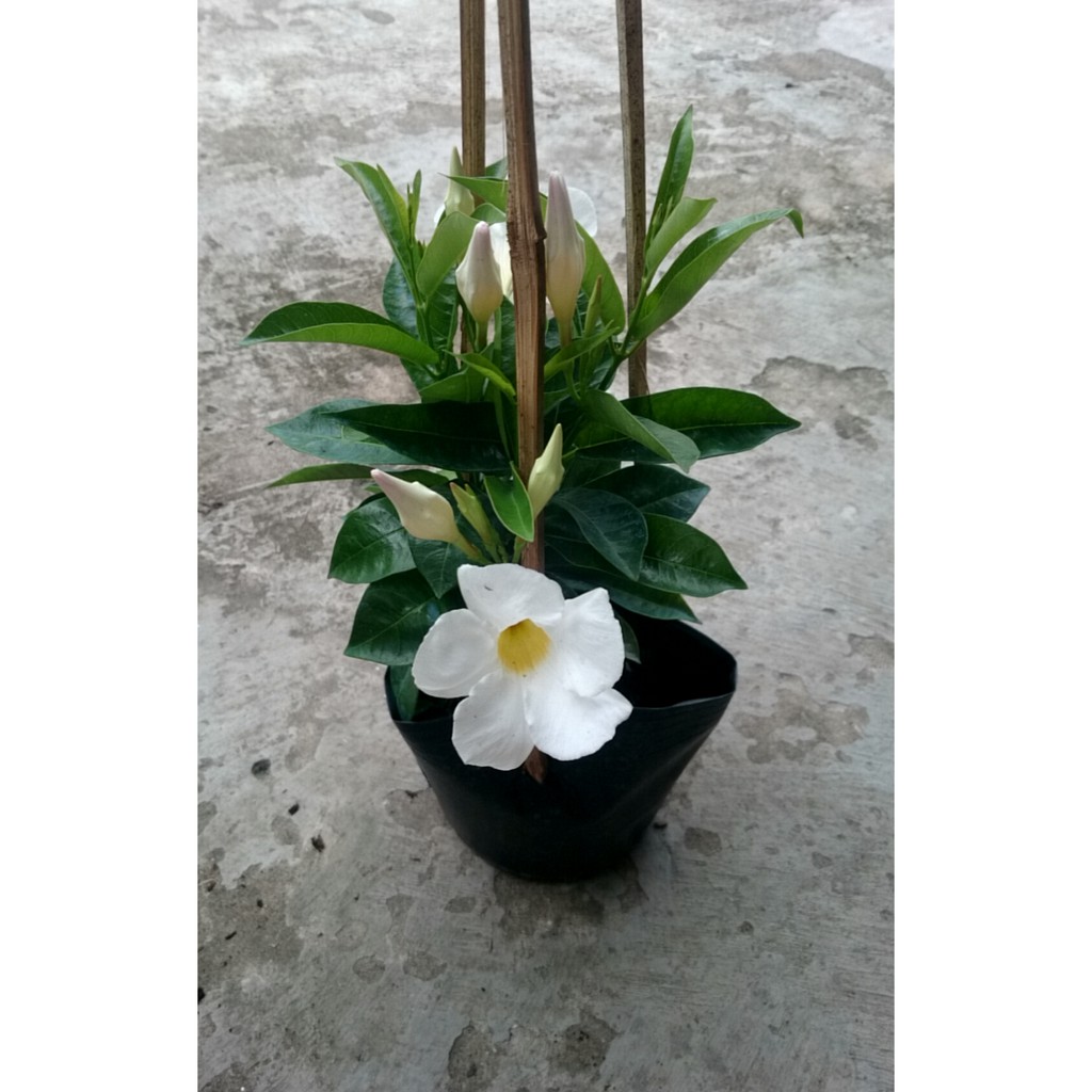 Cây Tuyết Anh (thân leo) huỳnh anh trắng - cây cảnh sân vườn