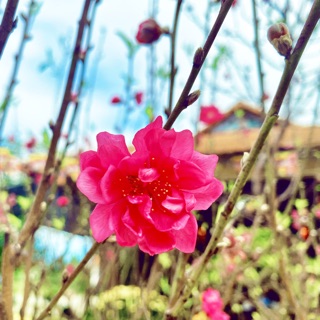 nguyenhanh567