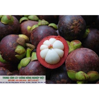 Cây Giống Măng Cụt Siêu Thơm Ngon .