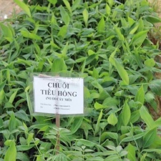 Combo 2 cây chuối tiêu hồng cấy mô .