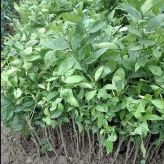 Cây chanh vàng Mỹ siêu quả, quả to mọng nươc cây con giống F1 cho ra quả sau 6-8 tháng trồng ( ảnh thật ) .